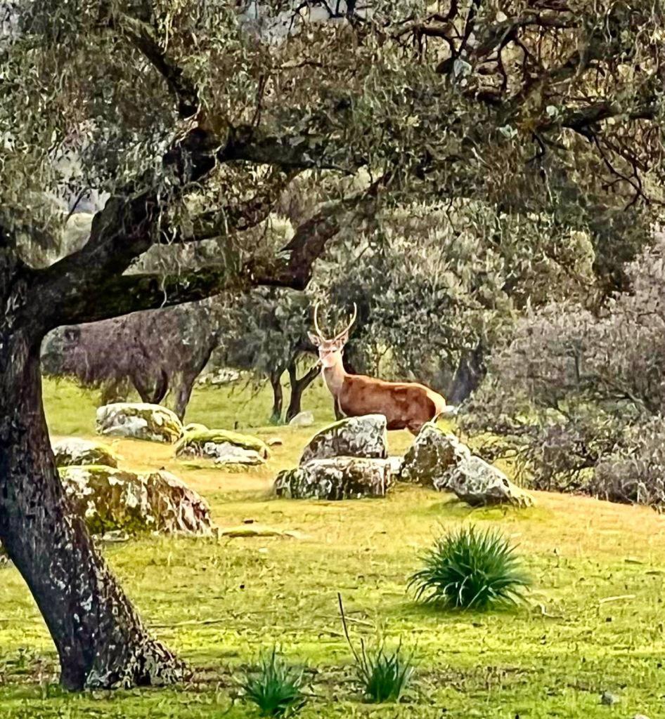 Casa Rural Verde Oliva Baños de la Encina Εξωτερικό φωτογραφία